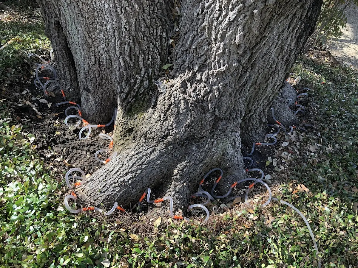 Detailed Tree Cabling and Bracing job site in Elizabethport