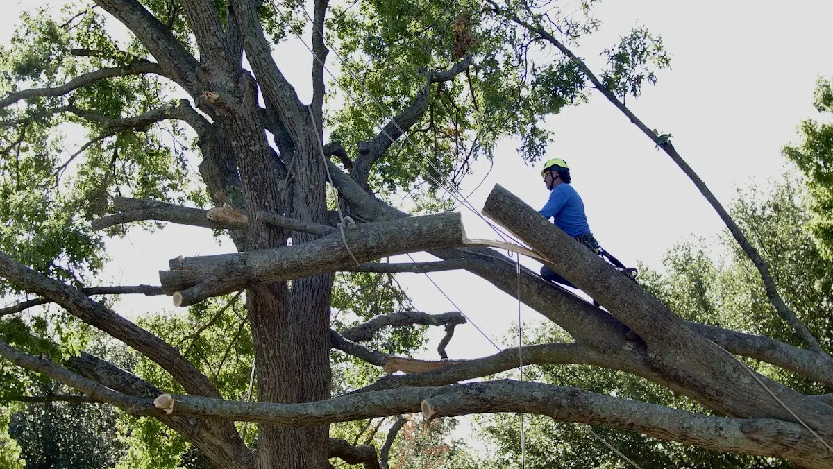 Professional Crown Thinning performed by certified arborists in Elizabethport