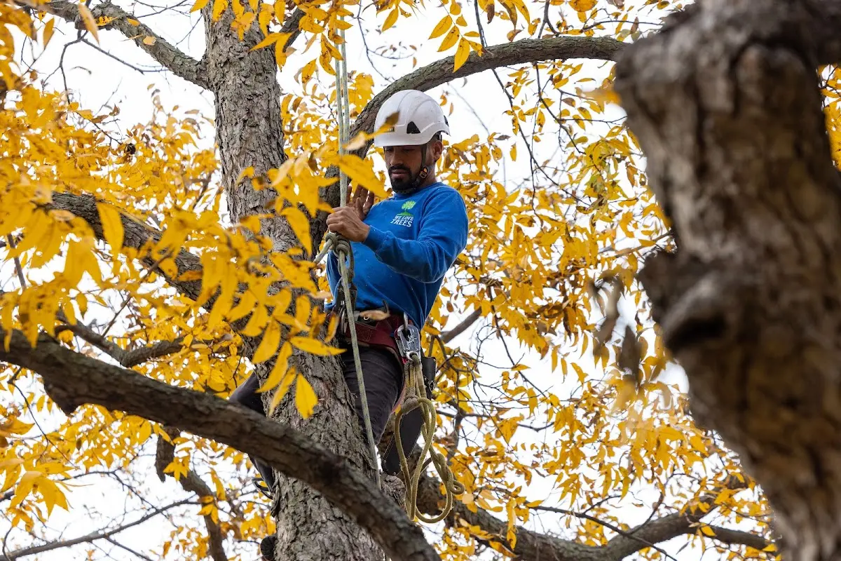 Skilled Tree Pruning crew working in Elizabethport