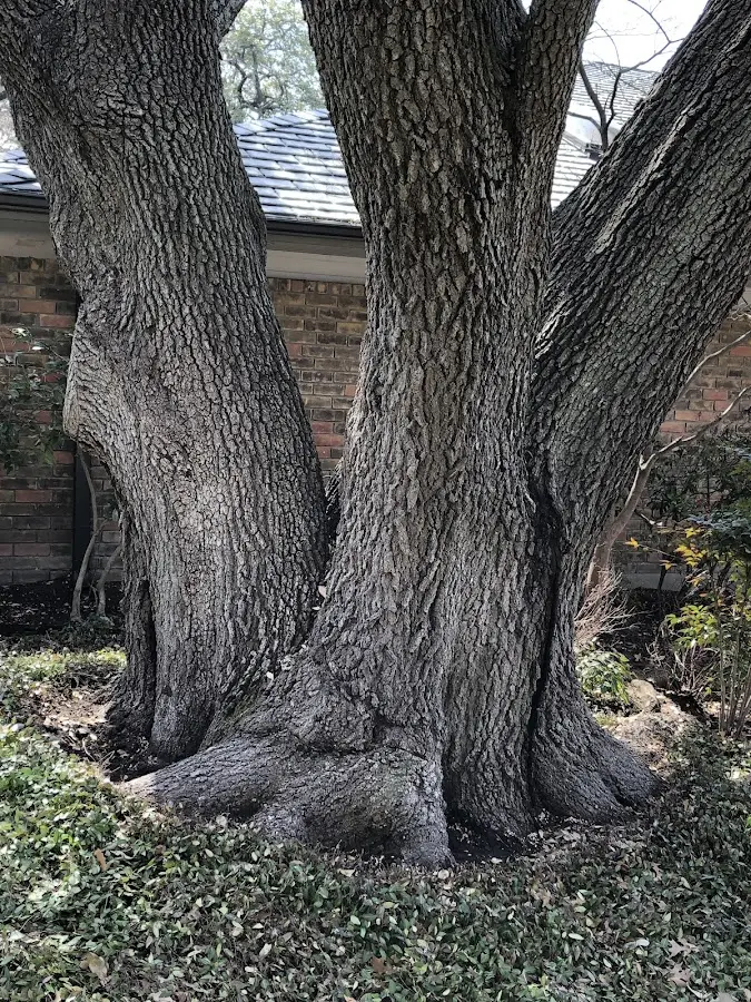 Mature heritage tree close to a Elizabethport property cared for by certified arborists